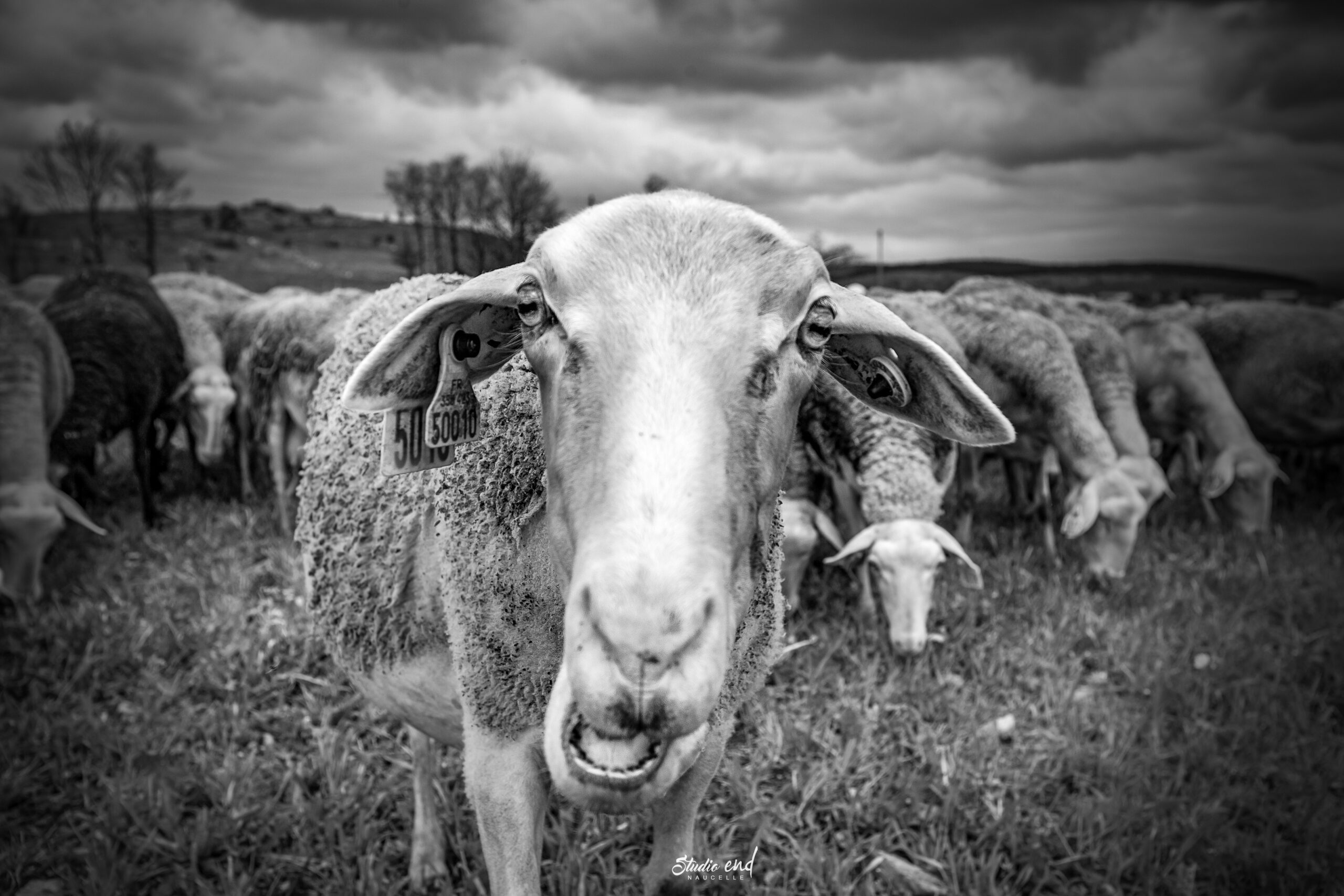 CAUSSE SAUVETERRE - Roquefort - Territoire - Studio END Brbis pour le fromage de roquefort. Photo humoristique en noir est blanc